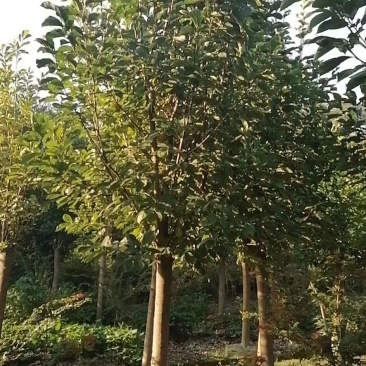 优价出售大小规格红花玉兰，欢迎来电咨询，保质保量