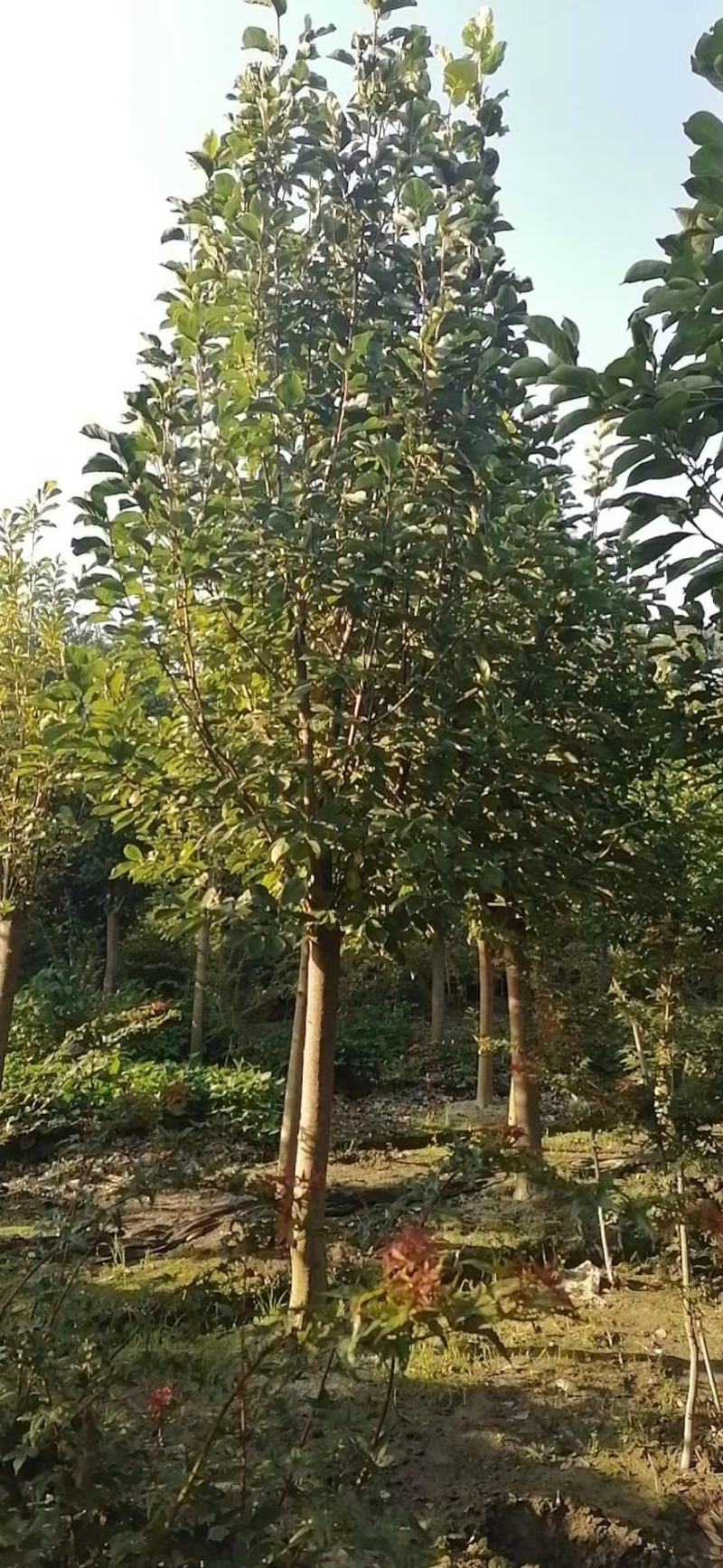 优价出售大小规格红花玉兰，欢迎来电咨询，保质保量