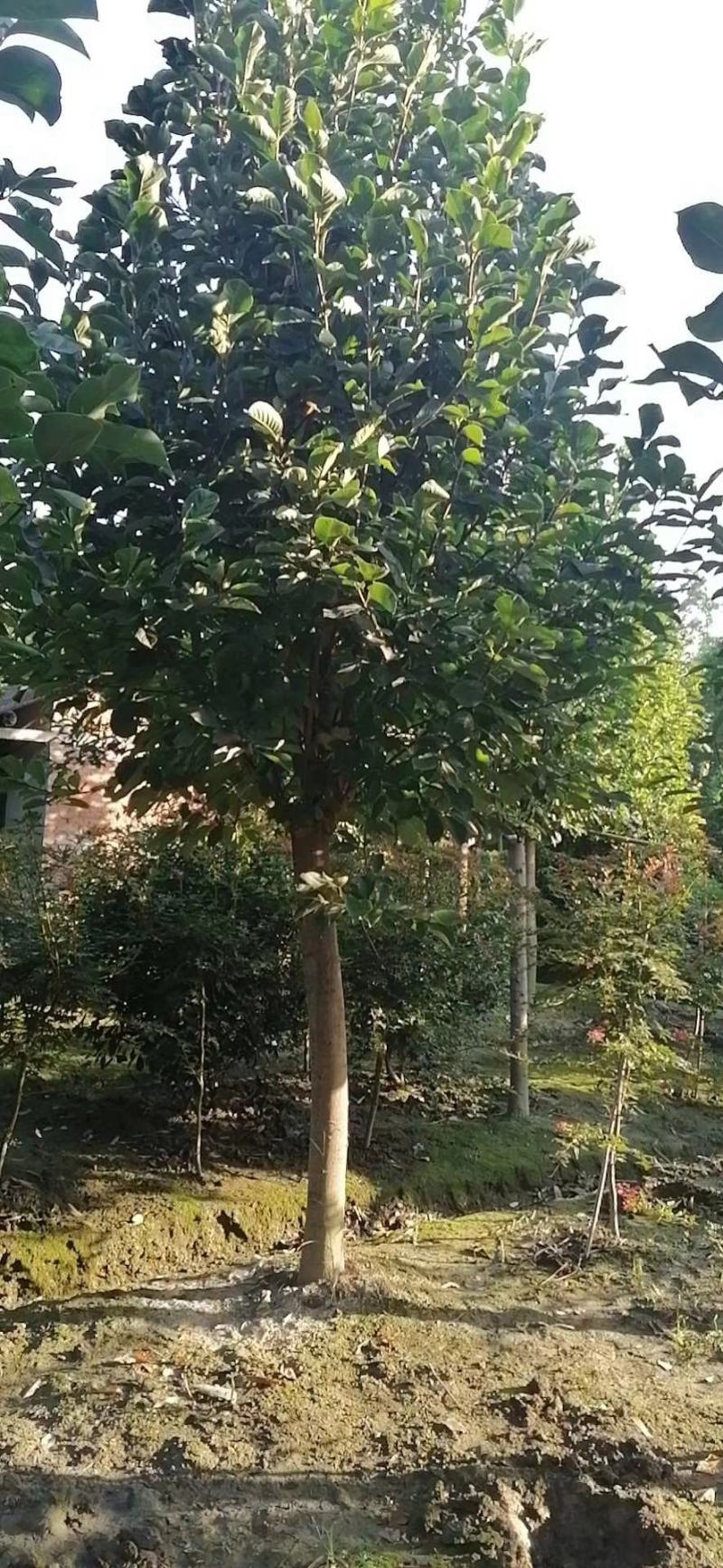 优价出售大小规格红花玉兰，欢迎来电咨询，保质保量