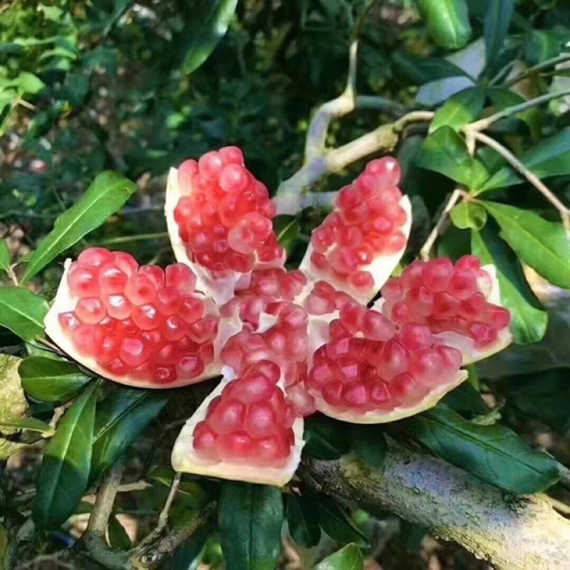 云南蒙自绿籽石榴，皮薄，多汁，甜度高