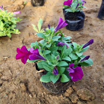 矮牵牛花色鲜艳好打理种植地直发