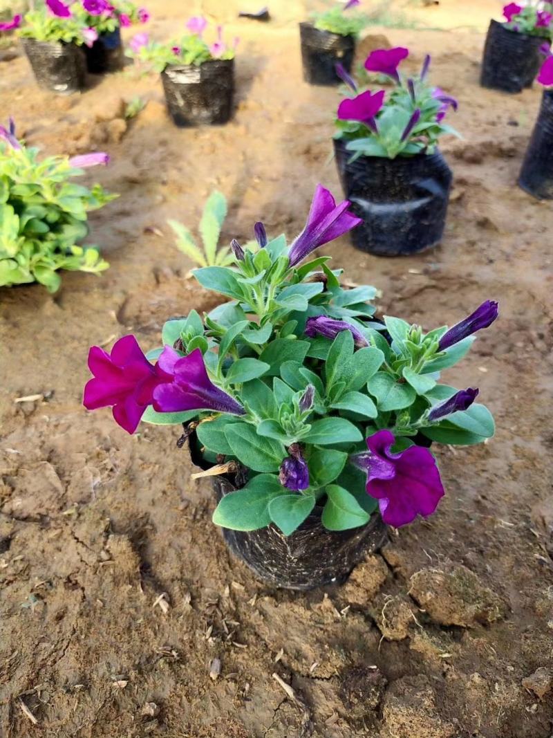 矮牵牛花色鲜艳好打理种植地直发