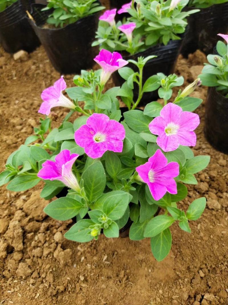 矮牵牛花色鲜艳好打理种植地直发