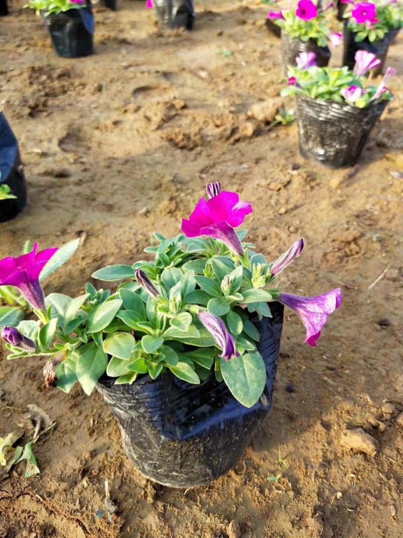 矮牵牛花色鲜艳好打理种植地直发