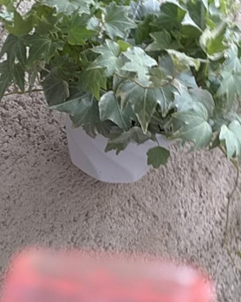 长春藤青叶银边多个规格可供选择
