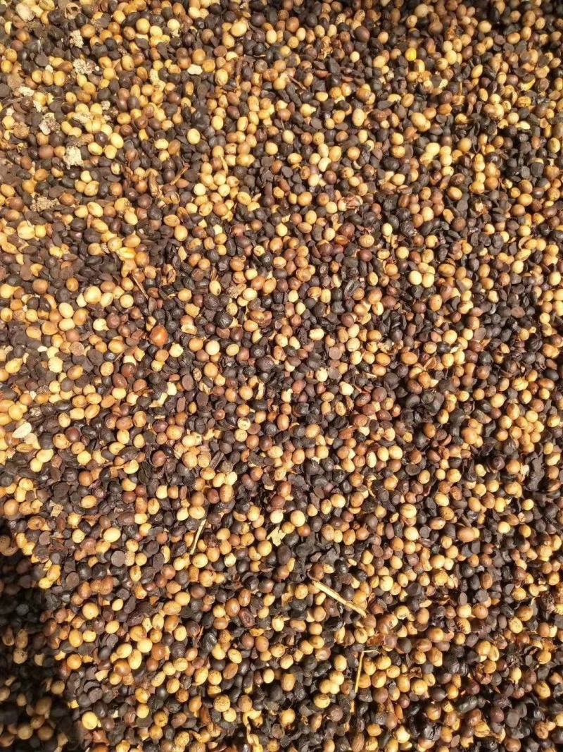 大豆常年销售美国大豆巴西大豆