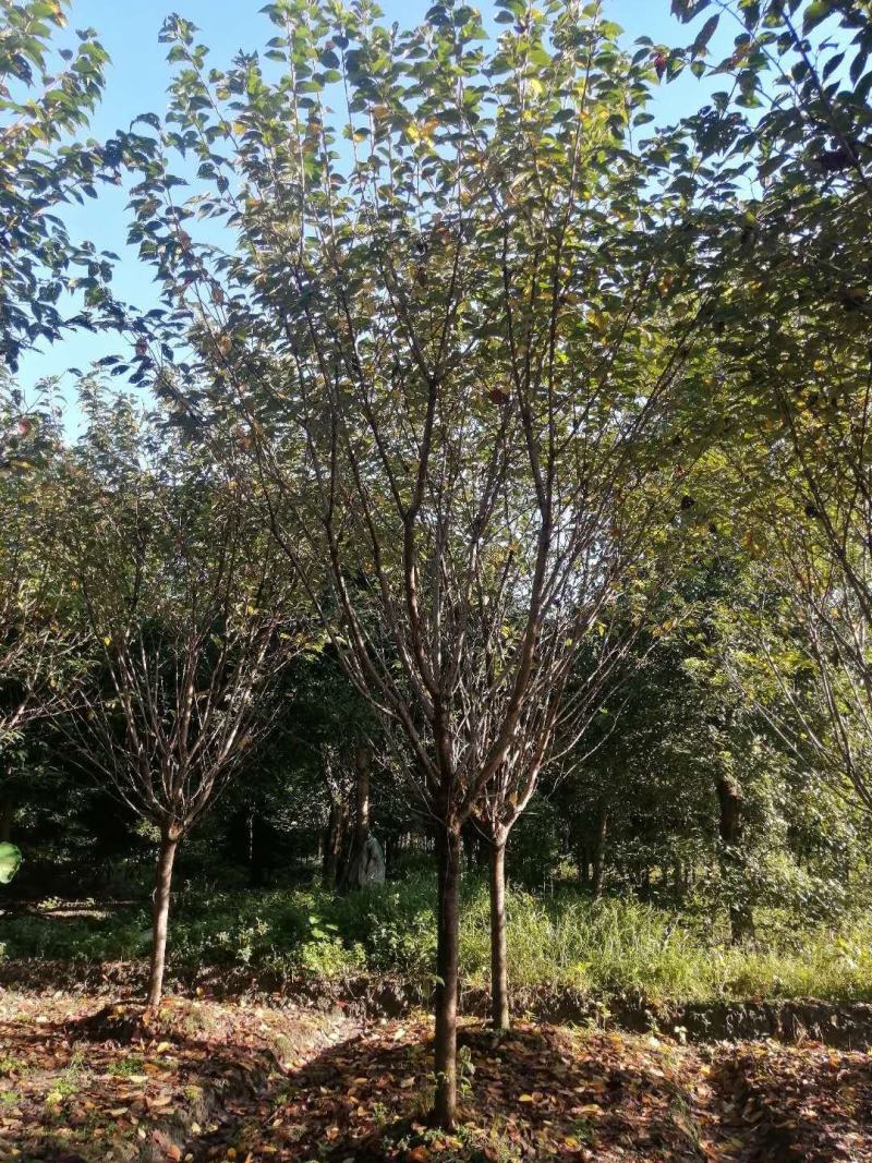 四川成都温江基地苗圃樱花，低价处理，地租到期