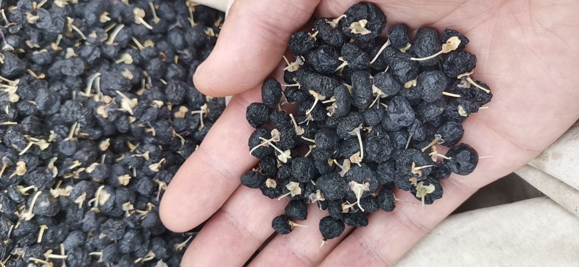 黑枸杞与参精片原料展示