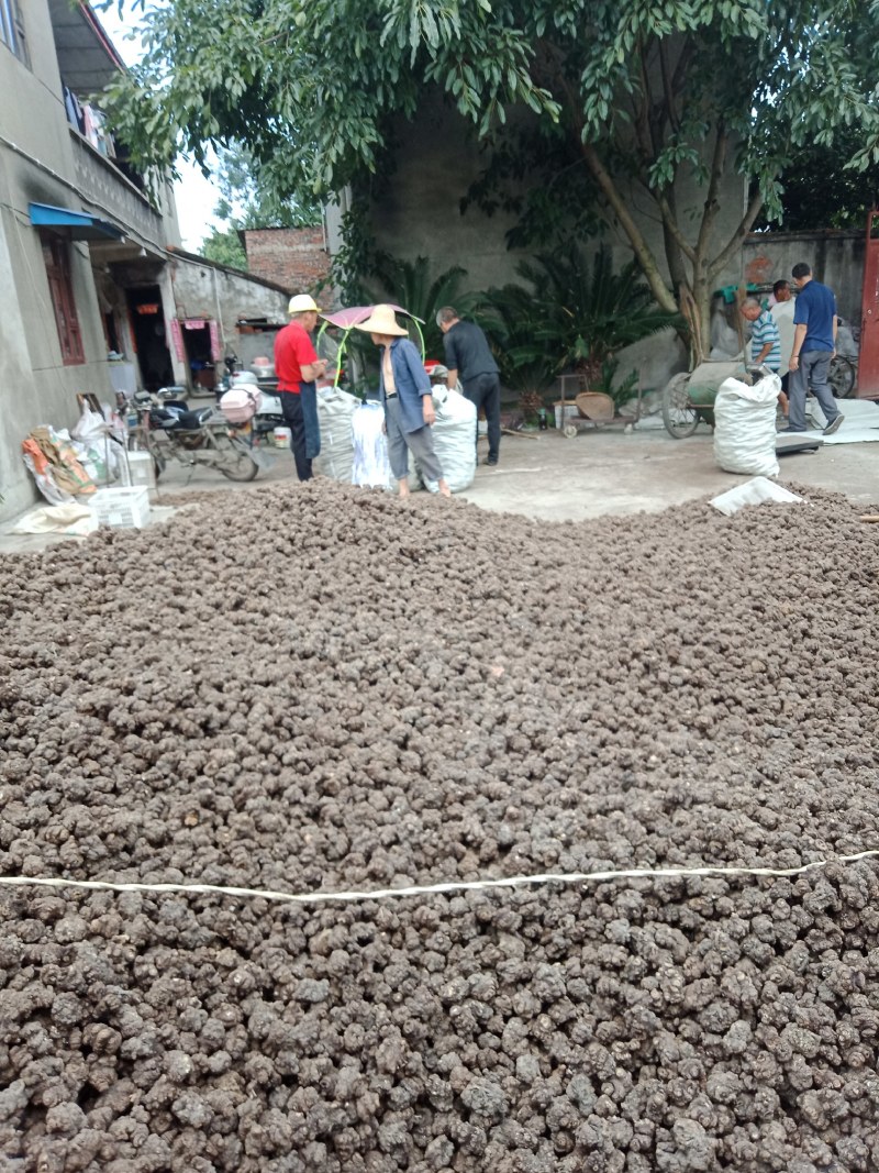 云南文山州地道三七，精选水洗足干有六十头，四十头，三十头