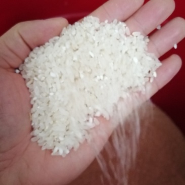 乡下生散装态有机稻谷现磨现卖健康优质稻谷