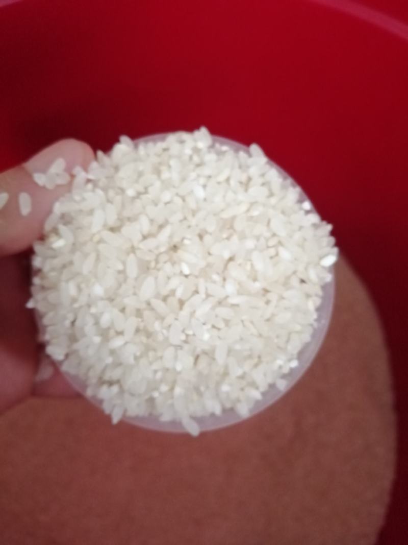 乡下生散装态有机稻谷现磨现卖健康优质稻谷