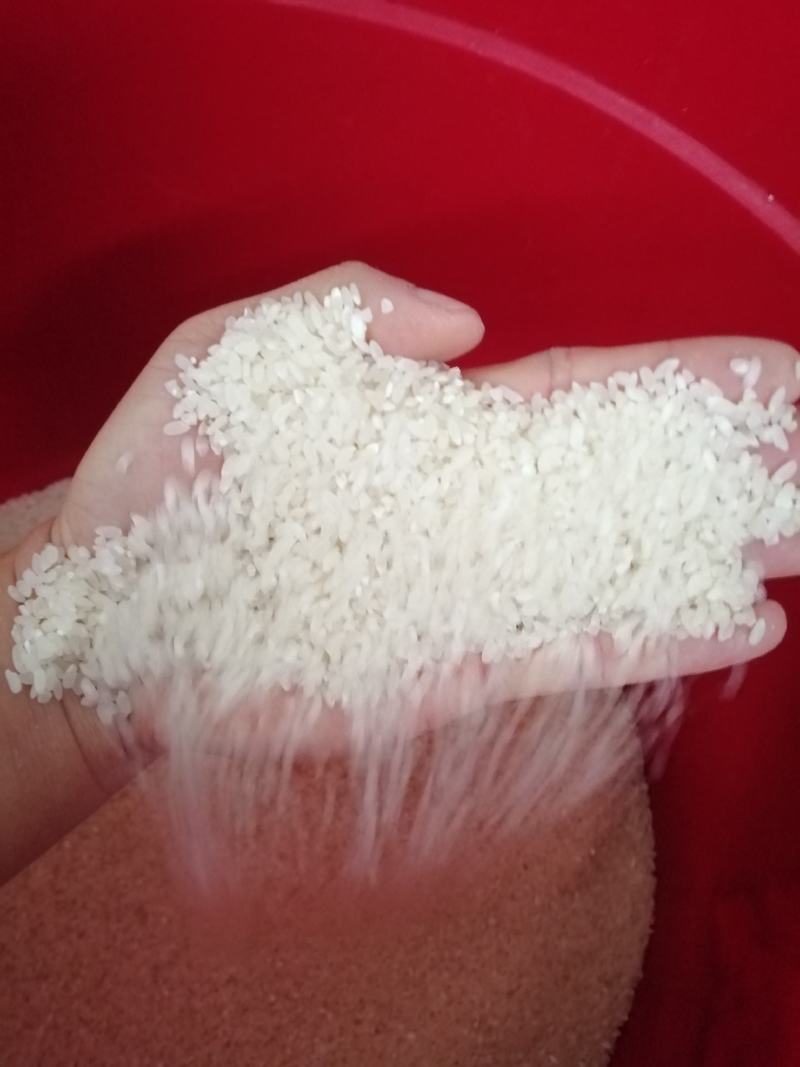 乡下生散装态有机稻谷现磨现卖健康优质稻谷