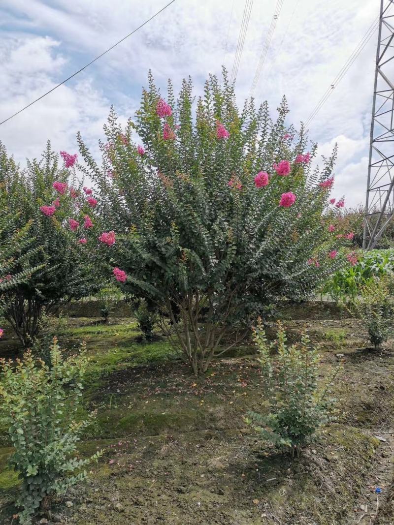 四川成都温江基地大红紫薇，大红大紫，价格优美