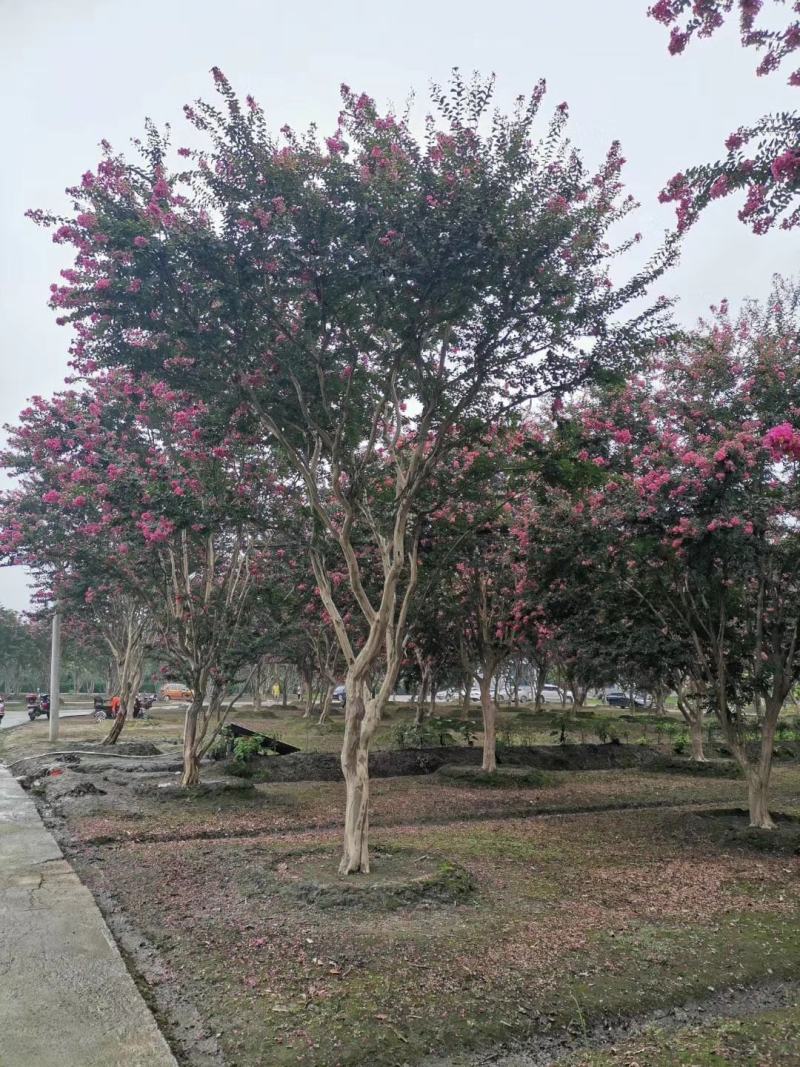 四川成都温江基地大红紫薇，大红大紫，价格优美