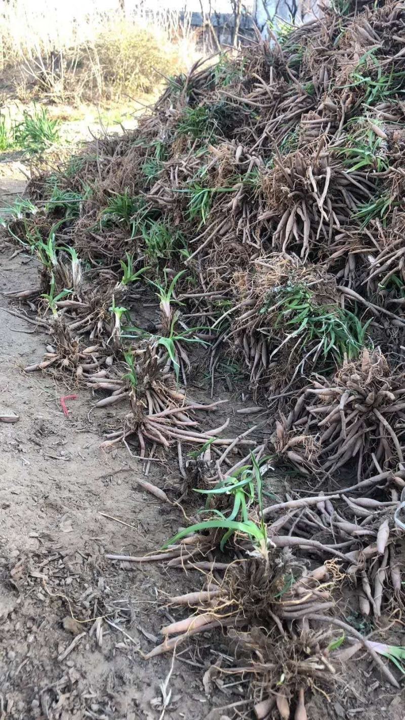 大荔沙苑茎长、肉厚、产量大黄花菜种苗20~30cm