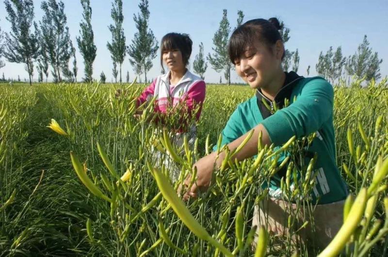 大荔沙苑茎长、肉厚、产量大黄花菜种苗20~30cm