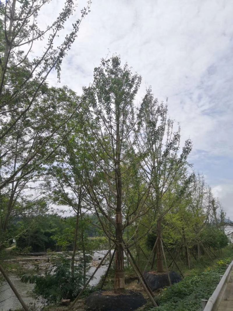 产地直销各规格精品银杏，欢迎来挑来选，保质保量