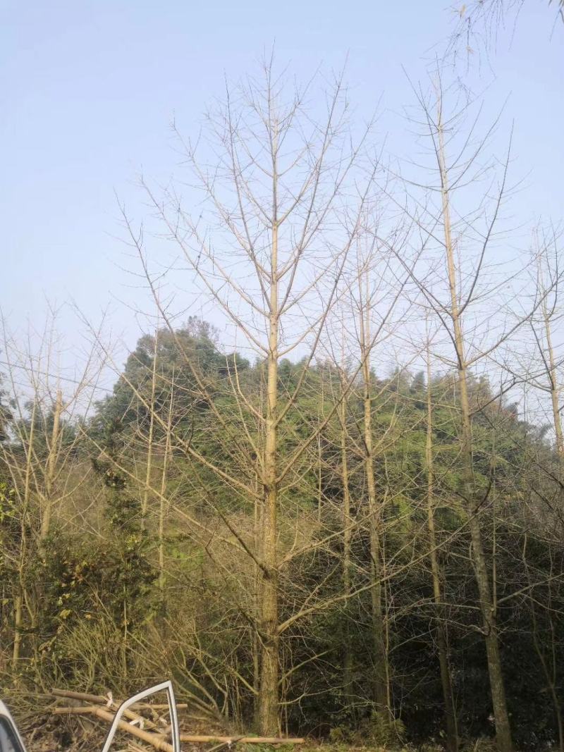 产地直销各规格精品银杏，欢迎来挑来选，保质保量