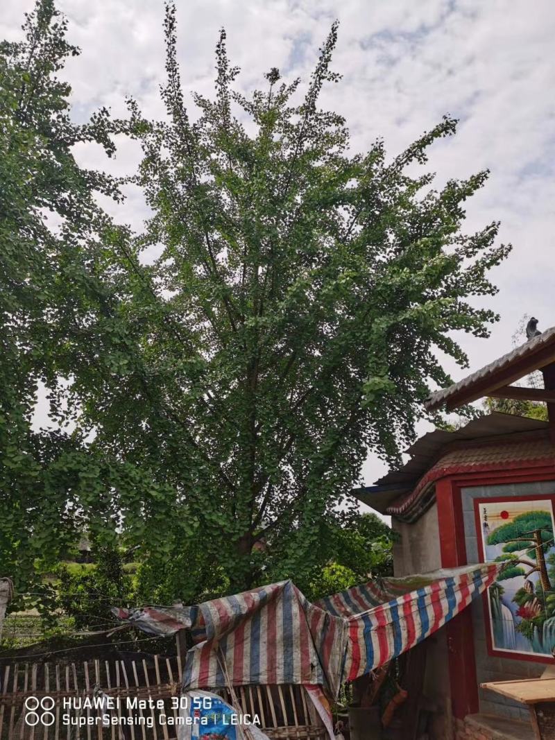 产地直销各规格精品银杏，欢迎来挑来选，保质保量