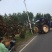 四川成都温江基地苗圃广玉兰自己货，价格优美