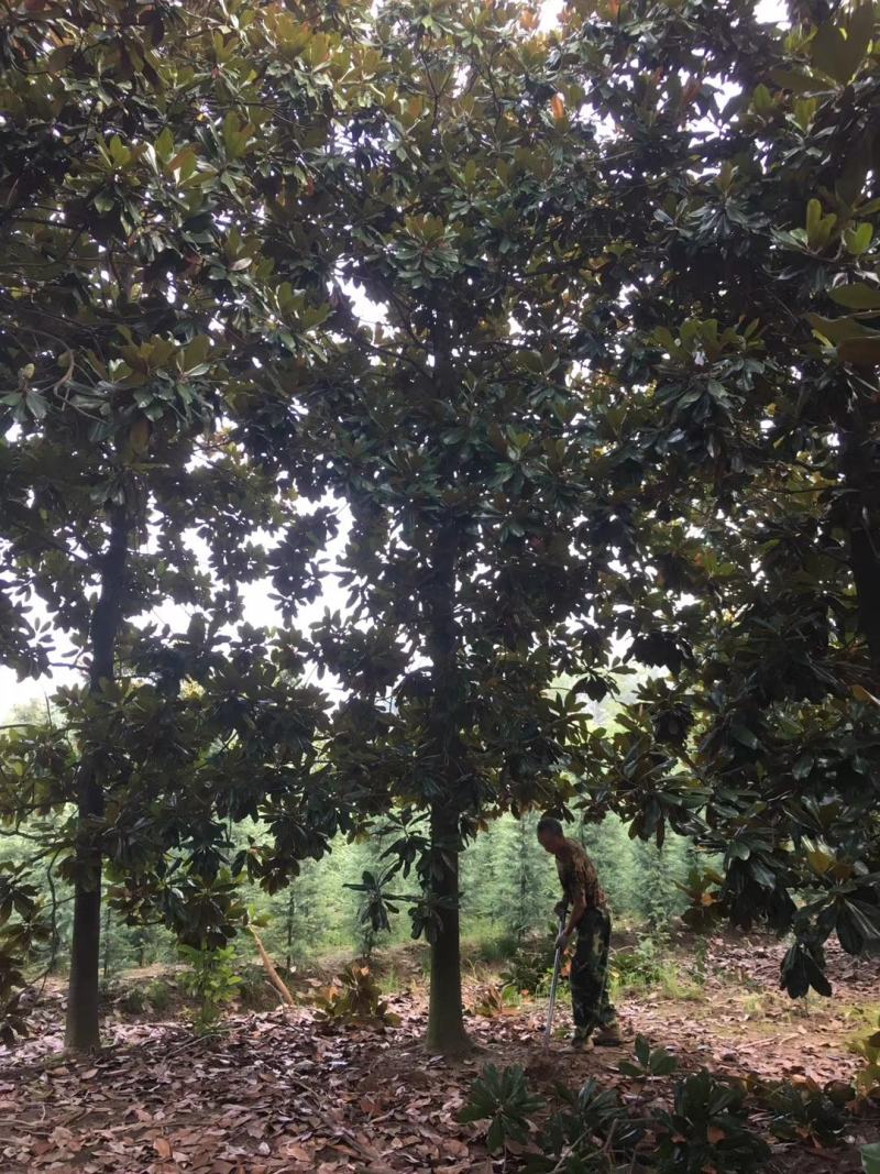 四川成都温江基地苗圃广玉兰自己货，价格优美