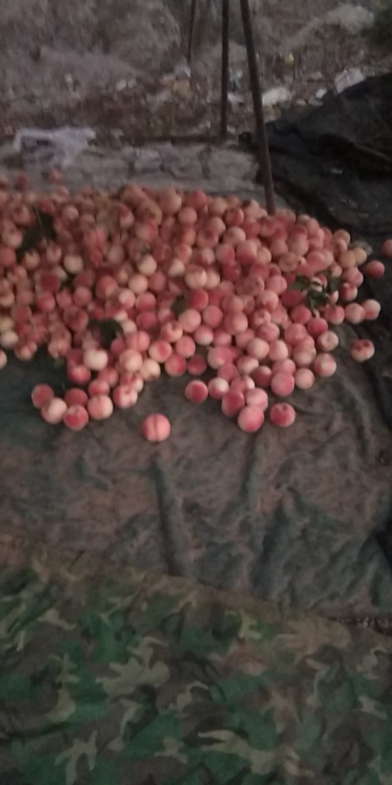 毛桃大量上市供应有要的联系我吧。