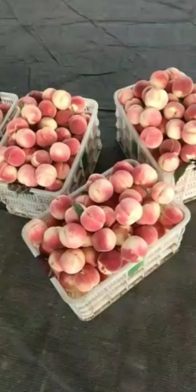 毛桃大量上市供应有要的联系我吧。