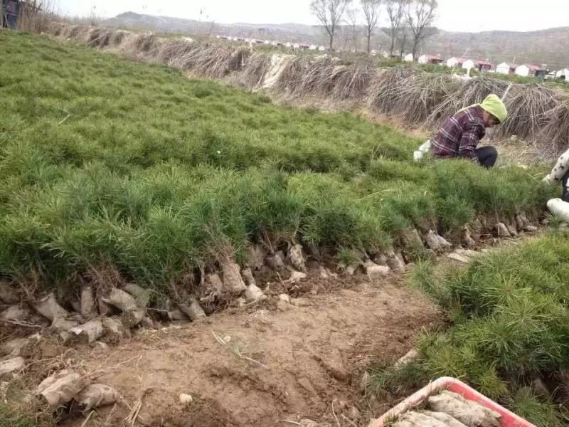 四年生营养袋白皮松小苗