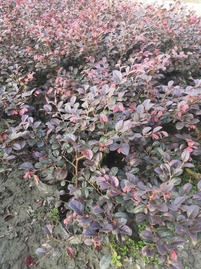 四川成都温江基地苗圃红继木，基地货.什么规格都有