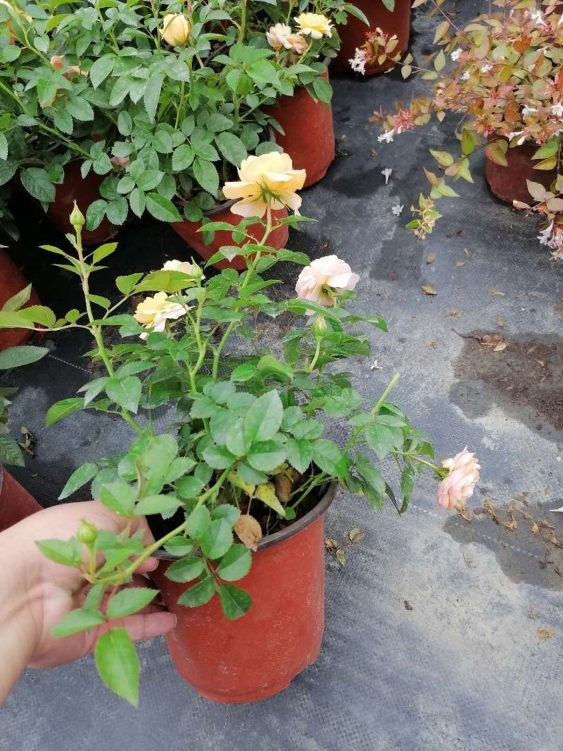 产地批发玫瑰月季玫瑰月季双色杯基地直销一手货源