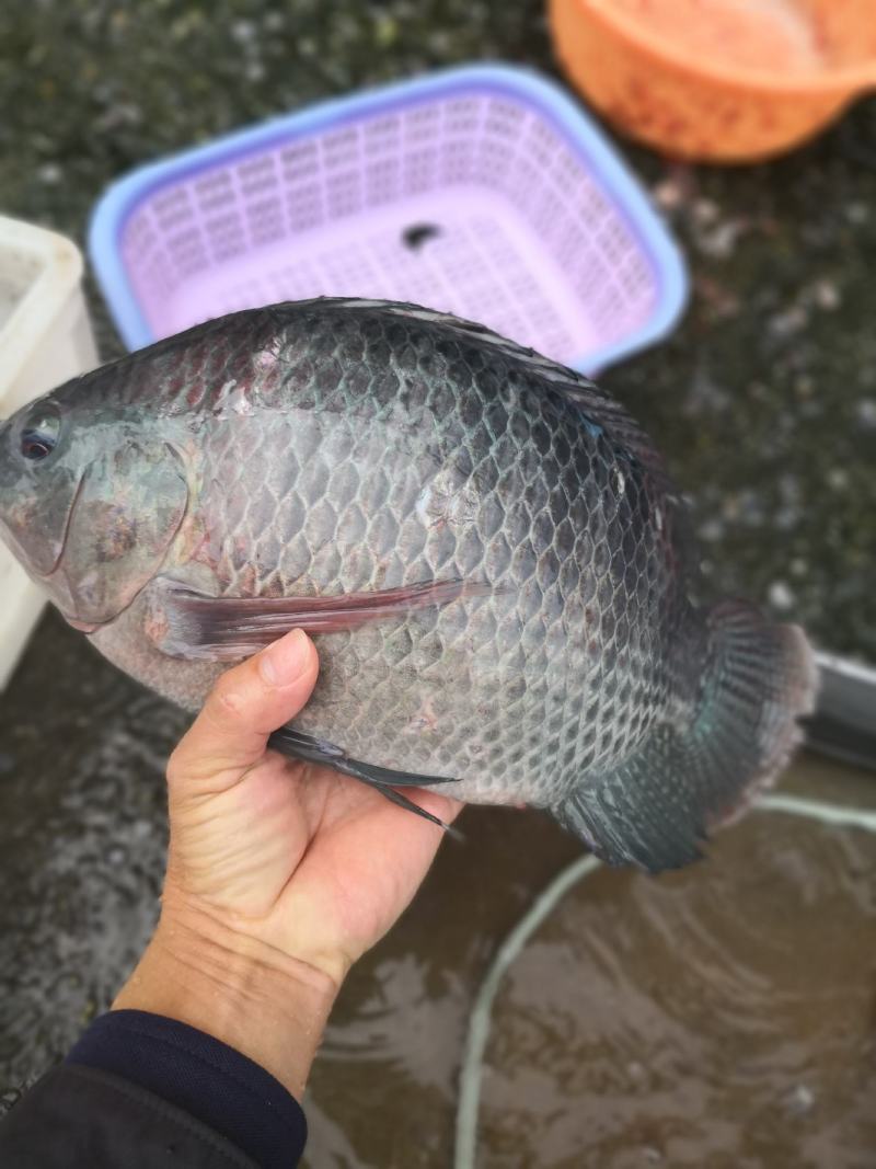 罗非鱼苗（海南一号）生长速度快、抗病历强、好运输