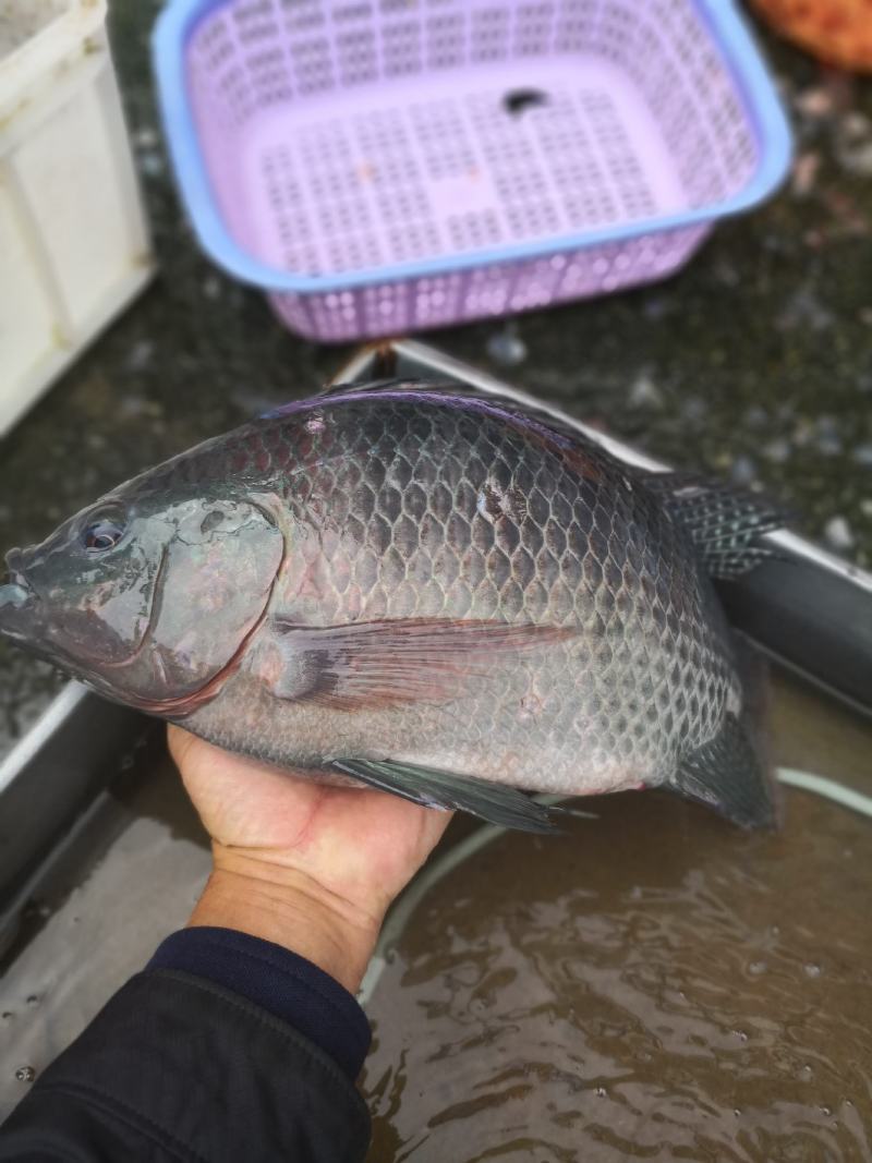 罗非鱼苗（海南一号）生长速度快、抗病历强、好运输