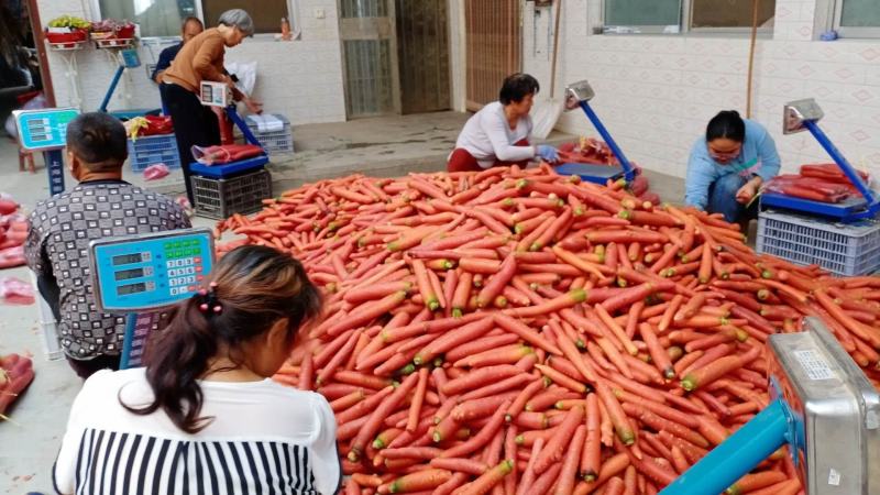 【精品荔红萝卜新鮮胡萝卜，小袋五斤装，一件代发，全国可发
