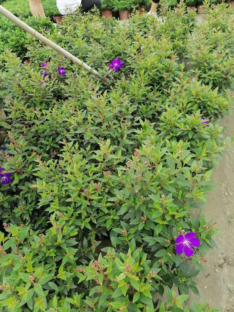 紫牡丹巴西野牡丹小杯苗大杯苗批发绿化工程货基地直销