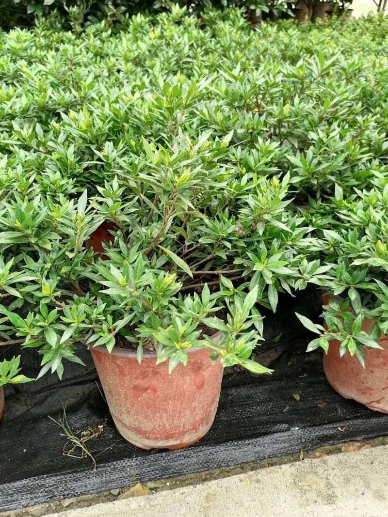 批发小栀子海栀子花杯苗地苗地被自产自销栀子花一手货源