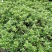批发小栀子海栀子花杯苗地苗地被自产自销栀子花一手货源