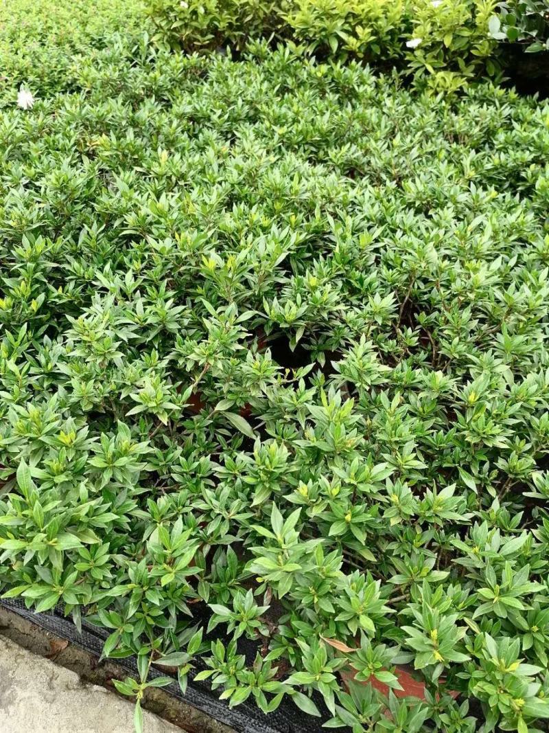 批发小栀子海栀子花杯苗地苗地被自产自销栀子花一手货源