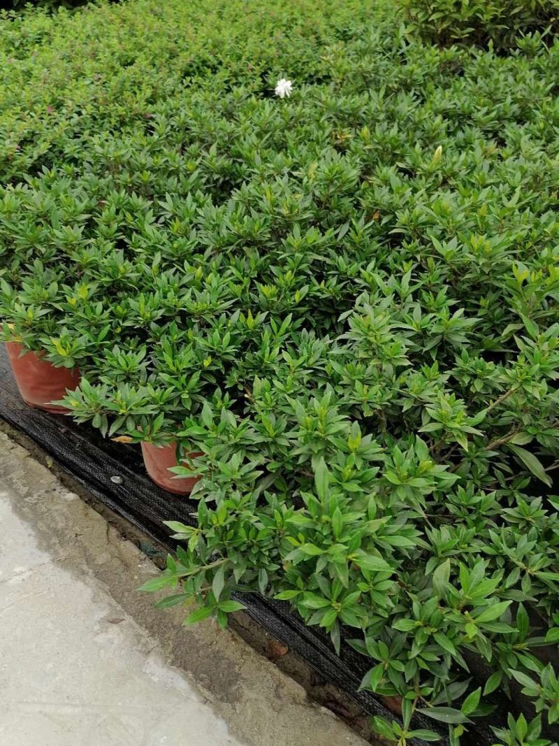 批发小栀子海栀子花杯苗地苗地被自产自销栀子花一手货源