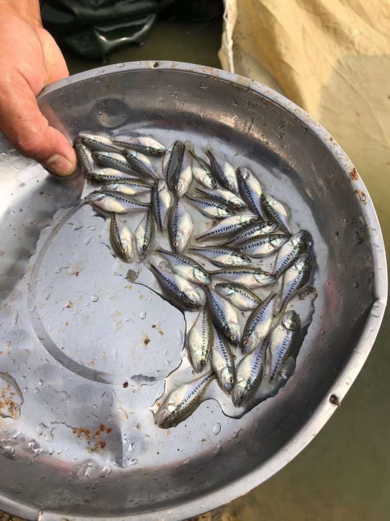 加洲鲈鱼苗，优鲈三号，产地直销、送货上门