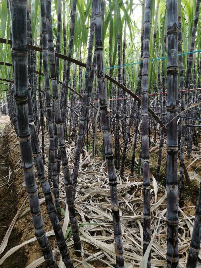 黑皮甘蔗颜色漂亮糖度好结巴长，两米四五高