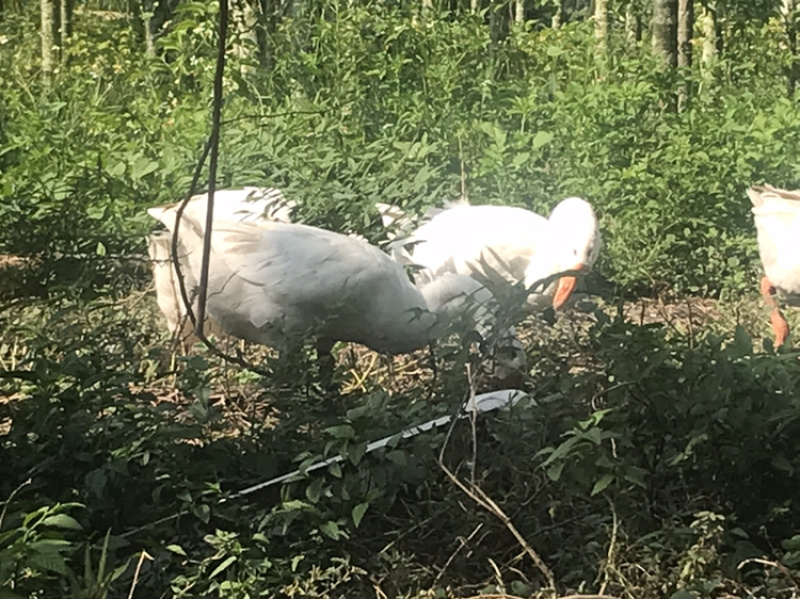 田园鹅现有100只吃草吃水稻🌾长大130日👀肉黄皮。