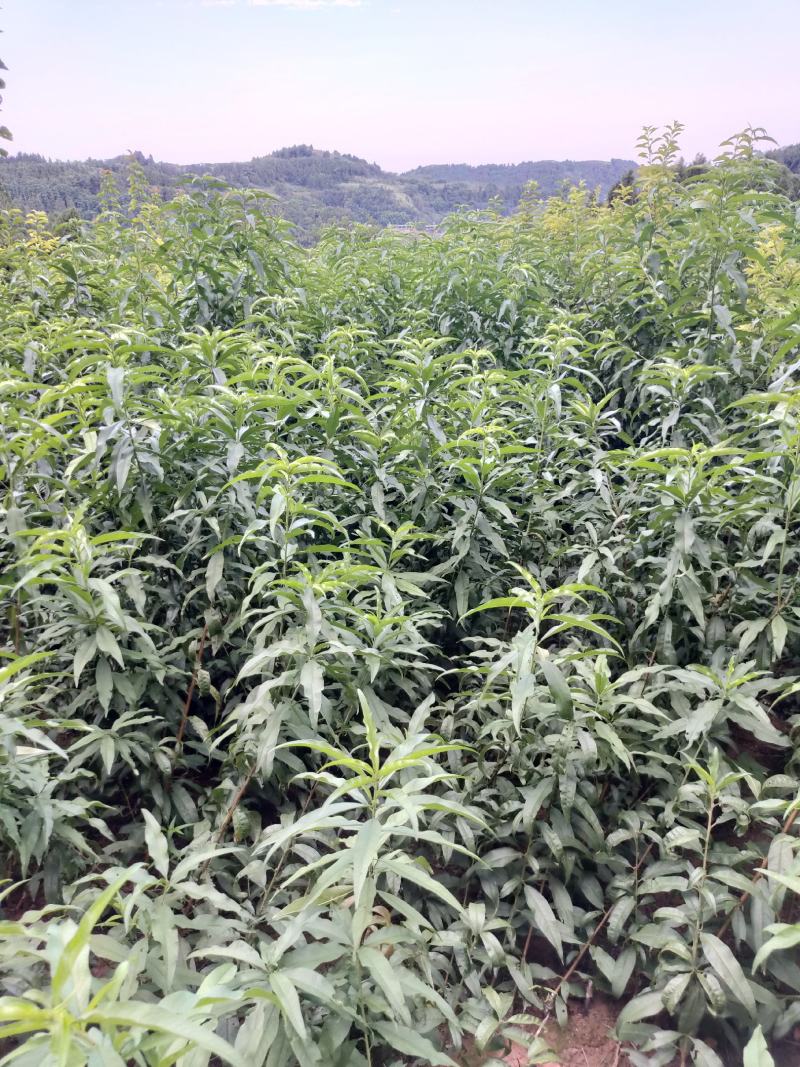 桃树苗毛桃树苗实生毛桃苗基地直供量大从优
