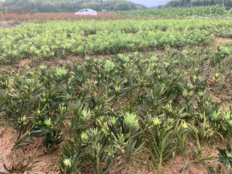 小苗罗汉松2年小苗中叶会结罗汉果大量有需要联系
