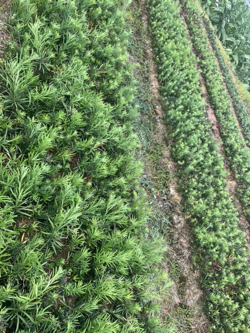 小苗罗汉松2年小苗中叶会结罗汉果大量有需要联系