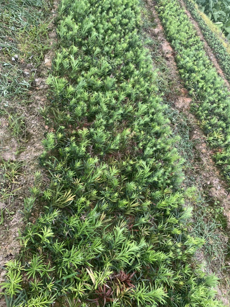 小苗罗汉松2年小苗中叶会结罗汉果大量有需要联系