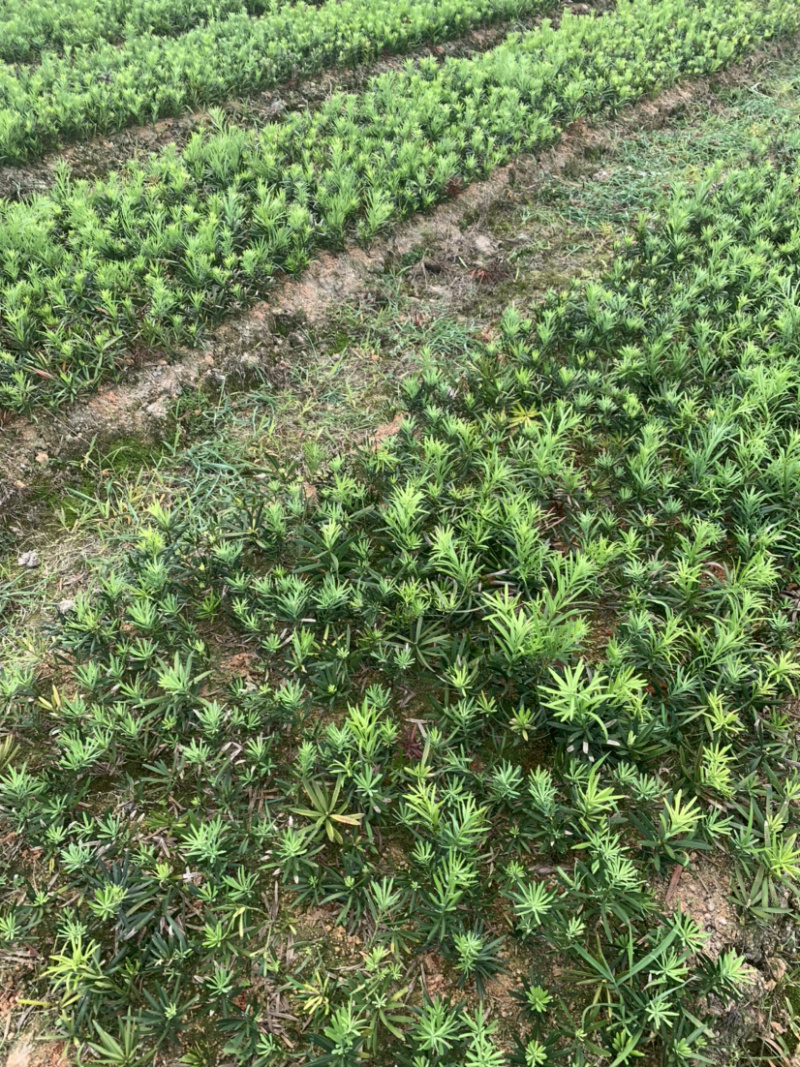 小苗罗汉松2年小苗中叶会结罗汉果大量有需要联系