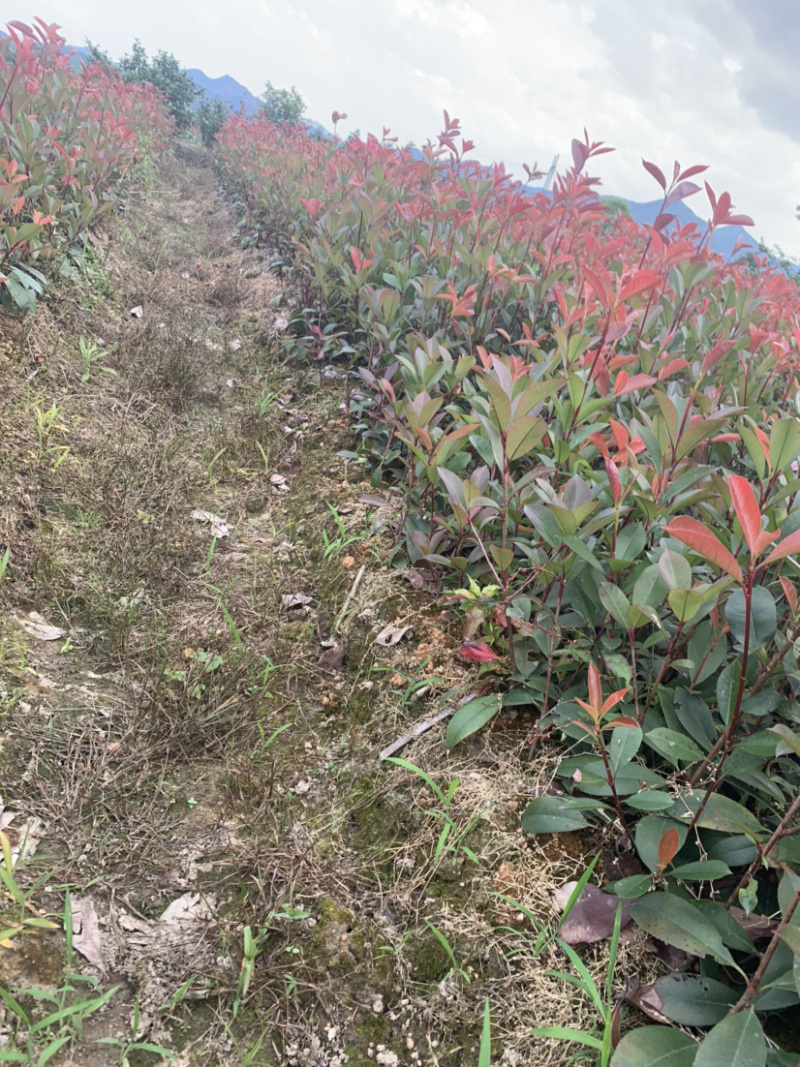 小苗罗汉松2年小苗中叶会结罗汉果大量有需要联系