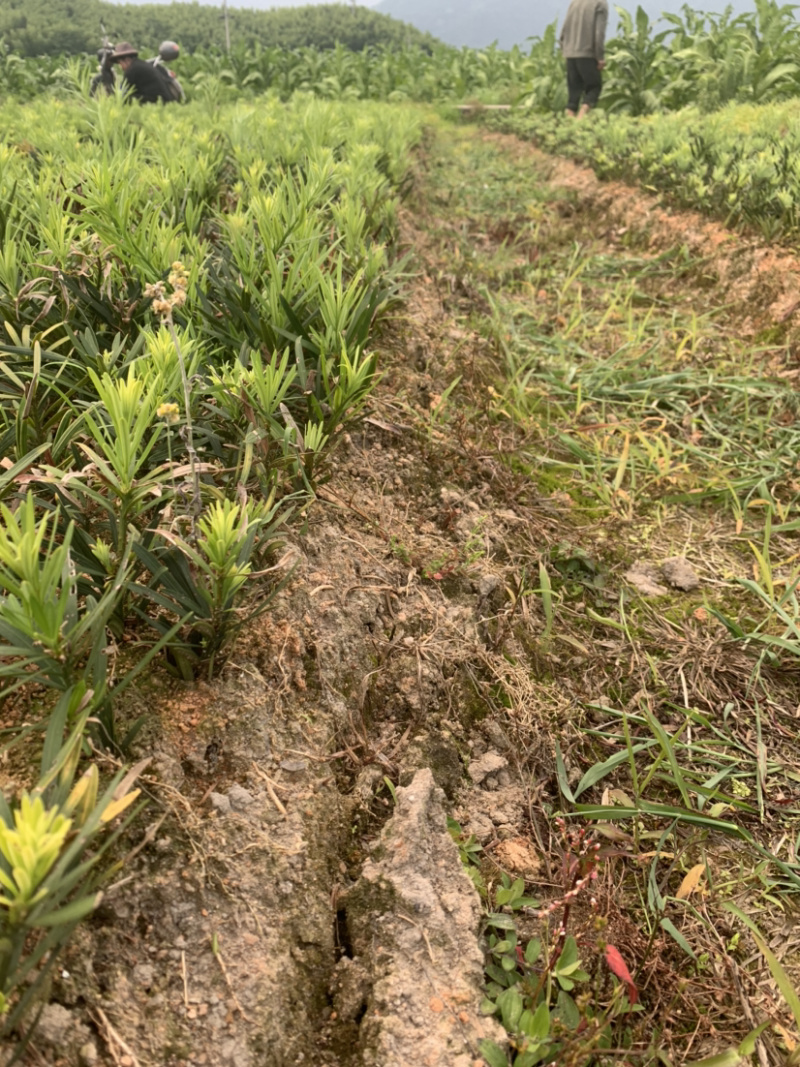 小苗罗汉松2年小苗中叶会结罗汉果大量有需要联系