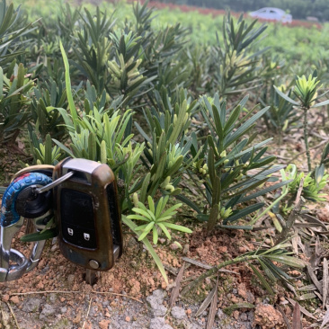 小苗罗汉松2年小苗中叶会结罗汉果大量有需要联系