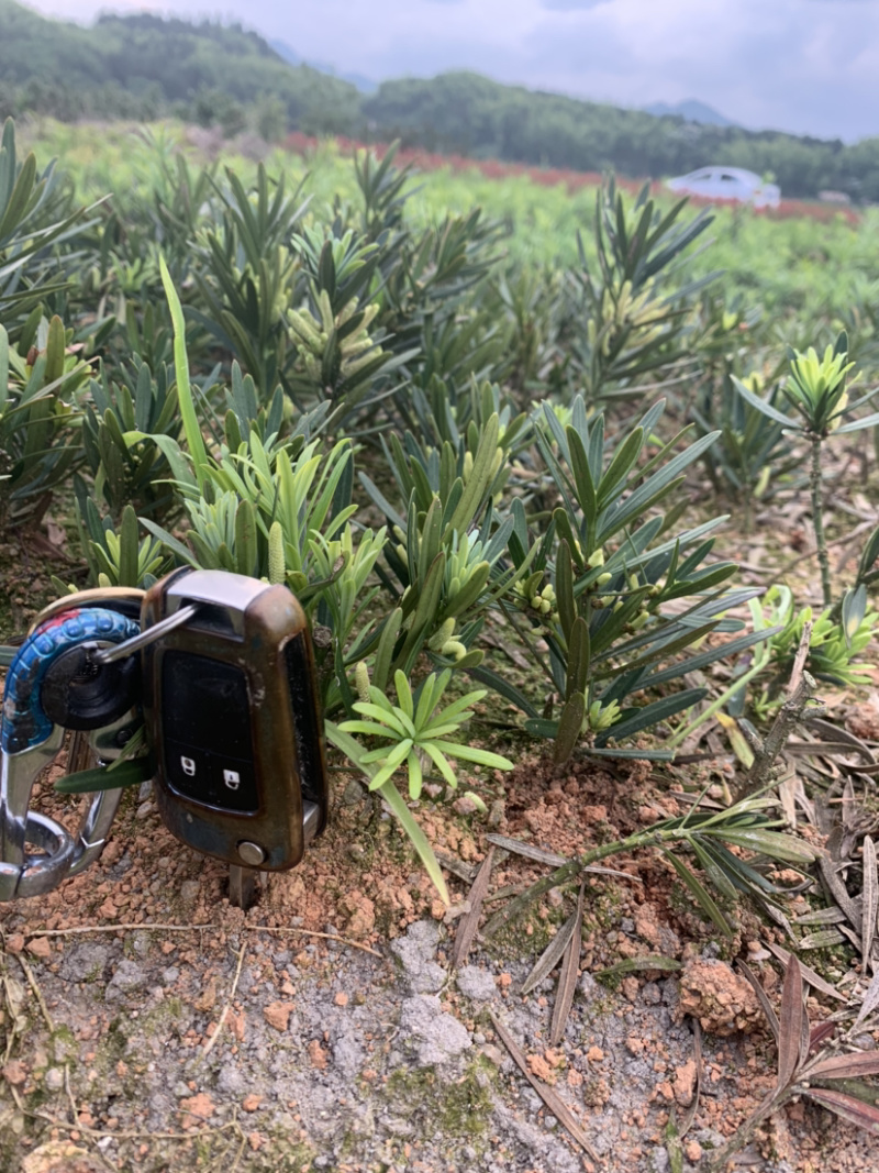 小苗罗汉松2年小苗中叶会结罗汉果大量有需要联系